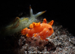 a frogfish with a nudibranch, together side by side. even... by Tommy Harivaldo 
